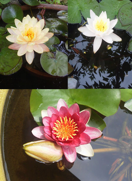 睡蓮