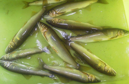 釣りたての鮎