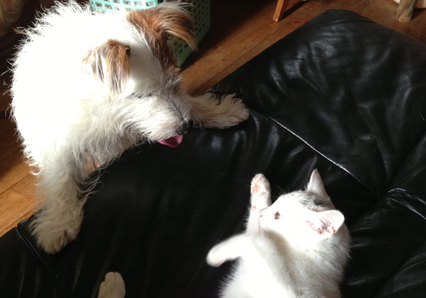 ジャックとニーム