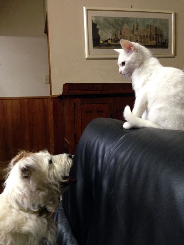 ニームとジャック