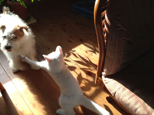 ニームとジャック