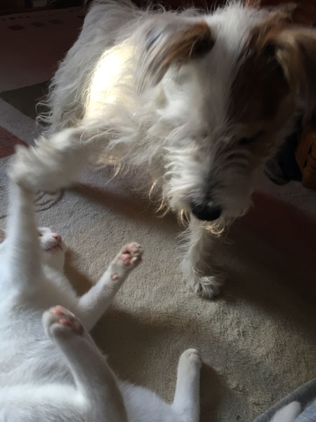 ジャックとニーム