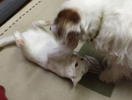 ジャックとニーム