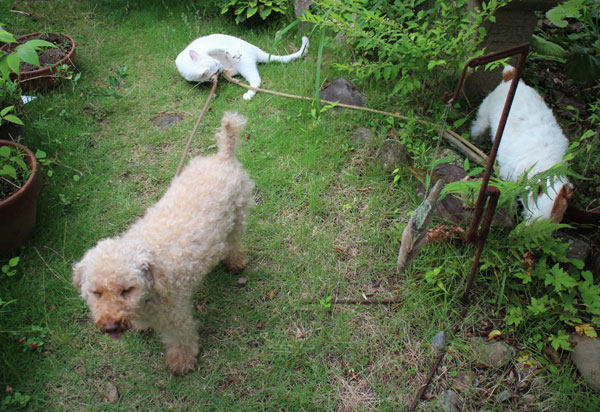 ジャック、モカ、ニーム