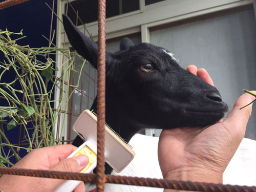 ヤギブラッシング