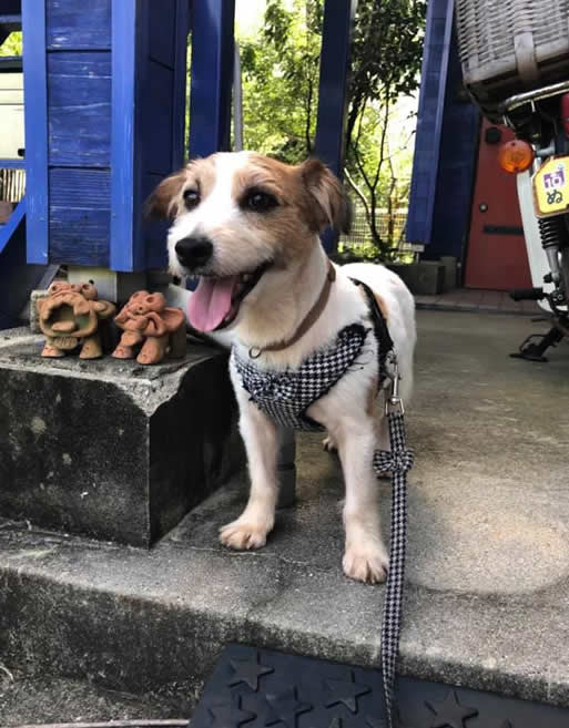 ジャックラッセルテリア