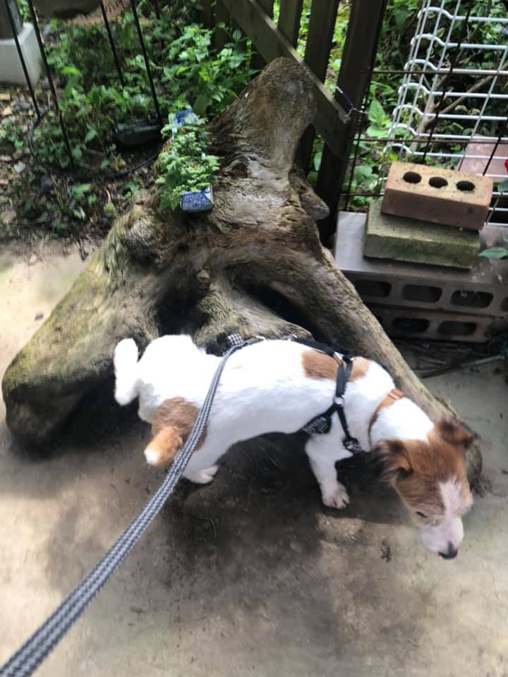 ジャックラッセルテリア