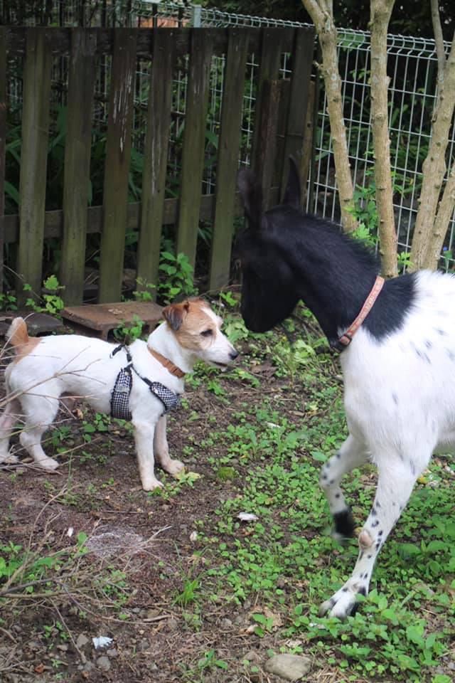 ジャックラッセルテリア