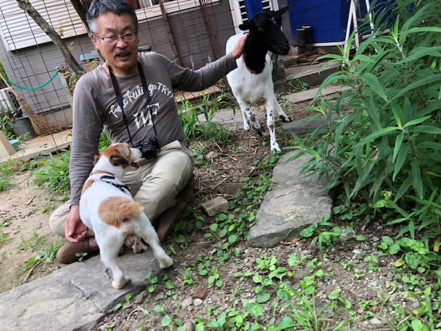 ジャックラッセルテリア