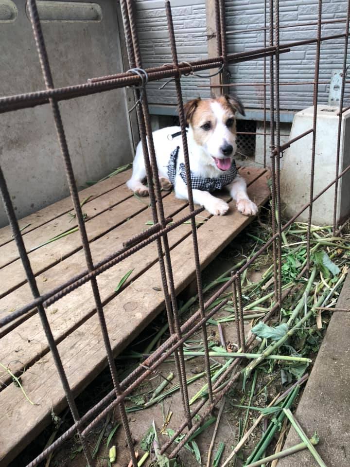 ジャックラッセルテリア