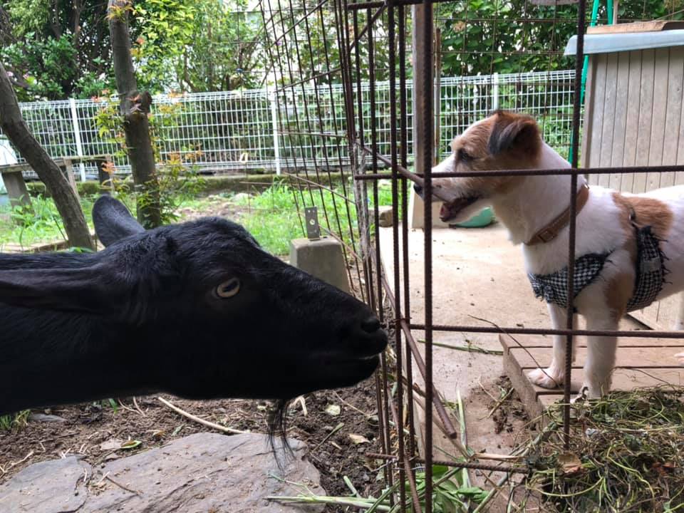 ジャックラッセルテリア