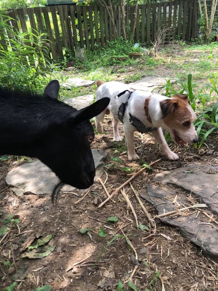 ジャックラッセルテリア