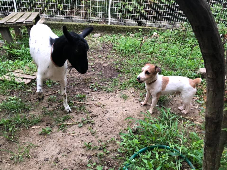 ジャックラッセルテリア