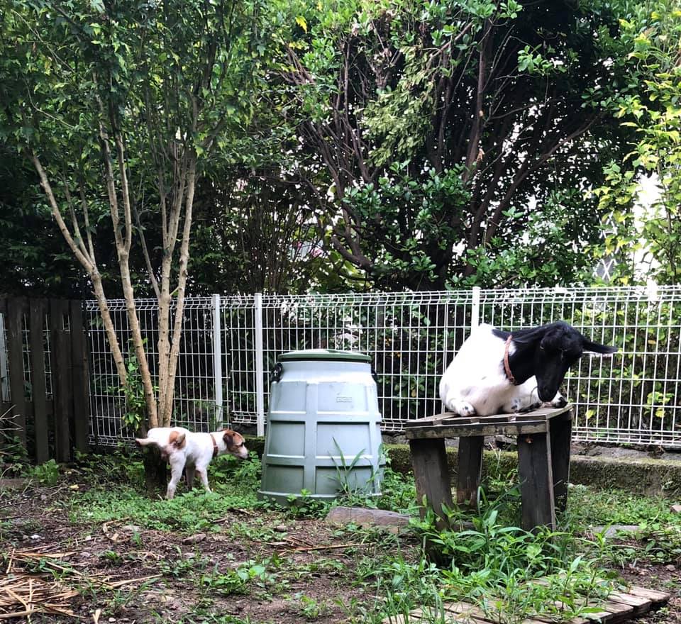 ジャックラッセルテリア