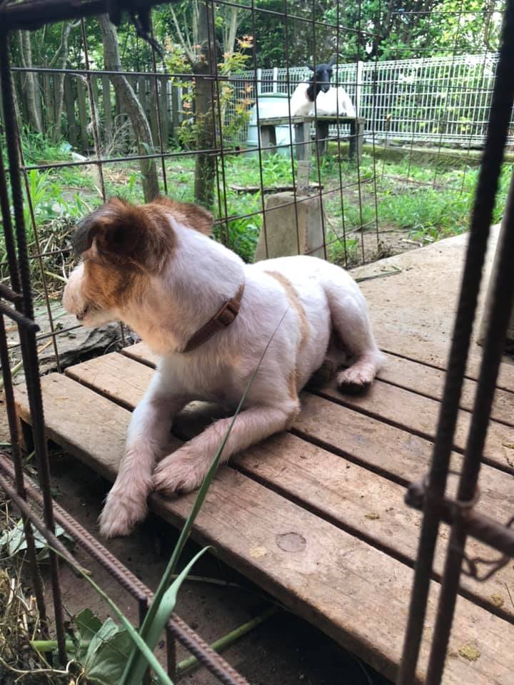 ジャックラッセルテリア