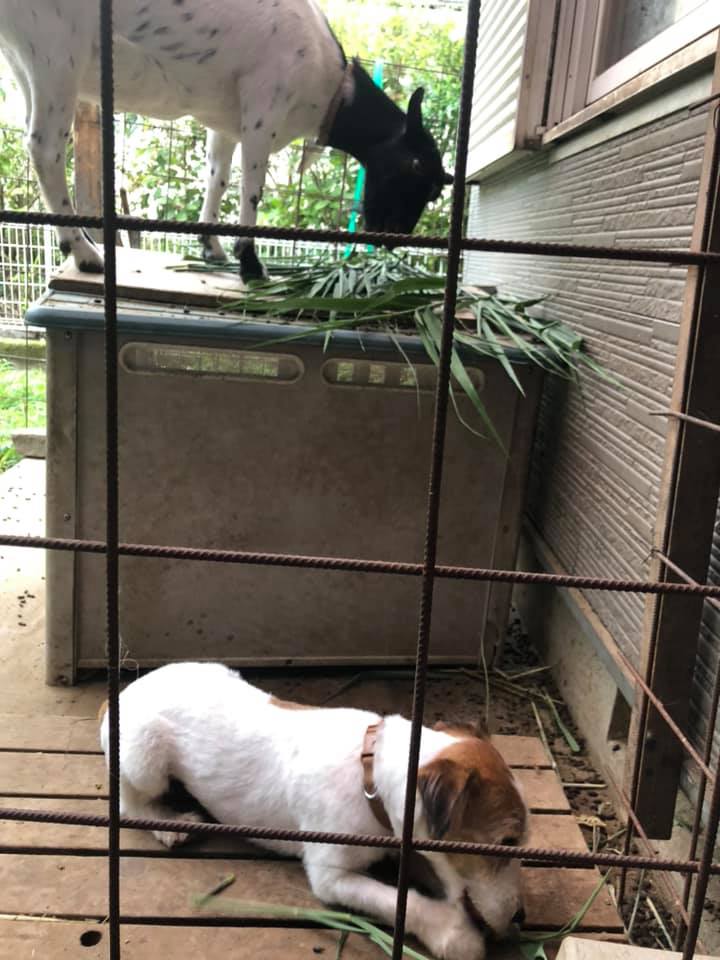 ジャックラッセルテリア