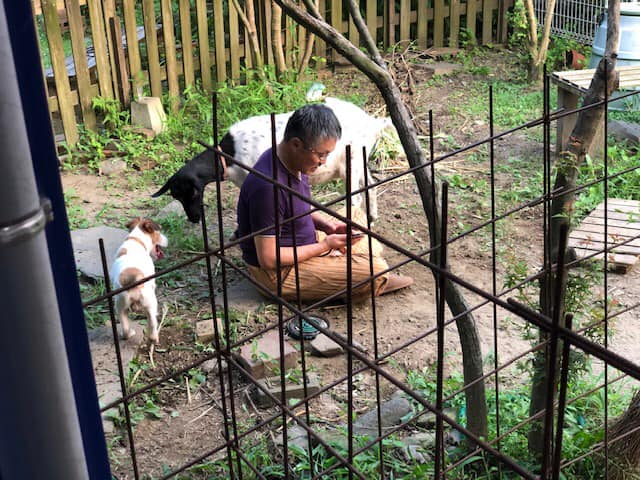 ジャックラッセルテリア