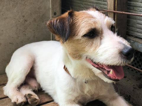 ジャックラッセルテリア