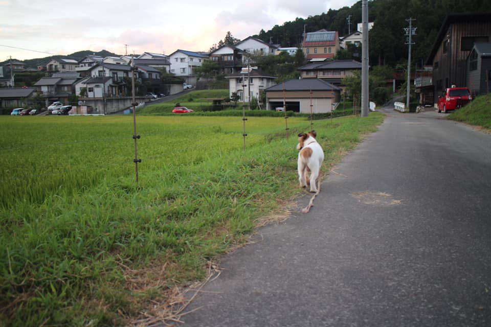 ジャックラッセルテリア