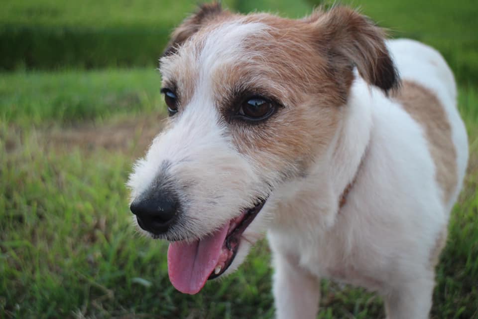 ジャックラッセルテリア