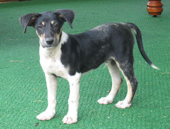 chuuk dog