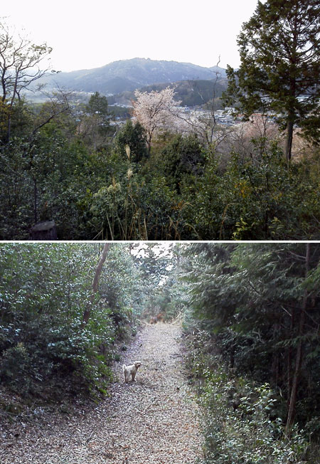 モカ山散歩