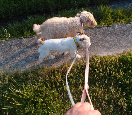 犬の散歩