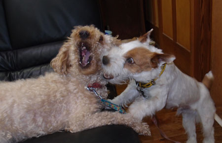 犬の遊び