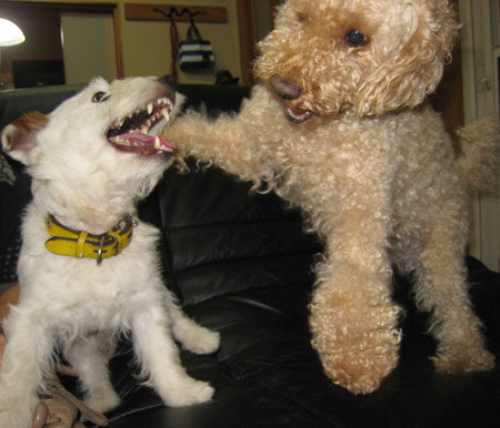 犬バトル