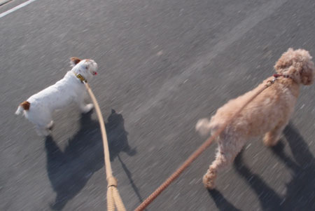 犬散歩