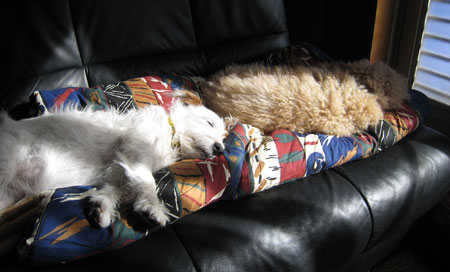 昼寝の犬達