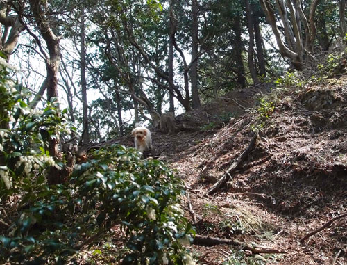 モカの登山