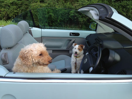 犬とドライブ