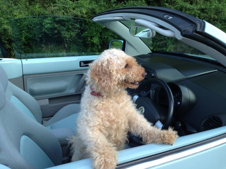 犬とドライブ