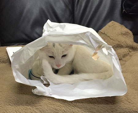 袋猫