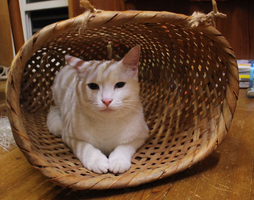 カゴ猫