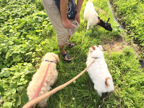 犬と山羊