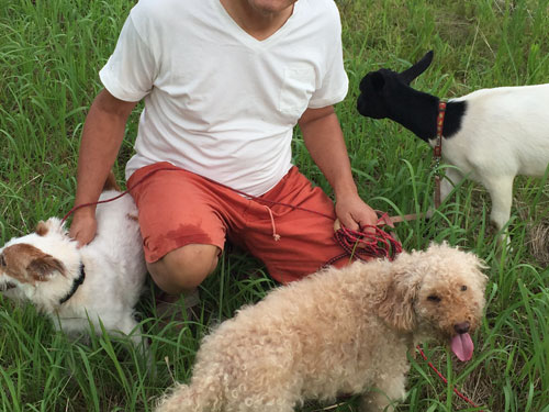 ヤギと犬