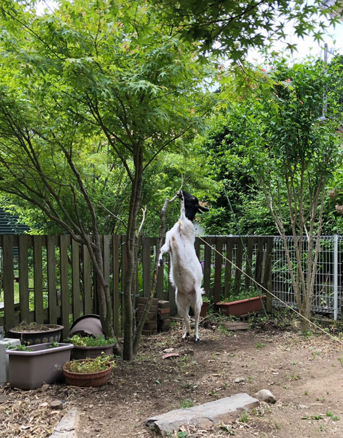 大食い