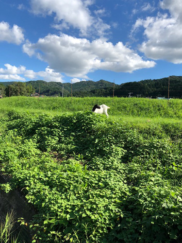 フー