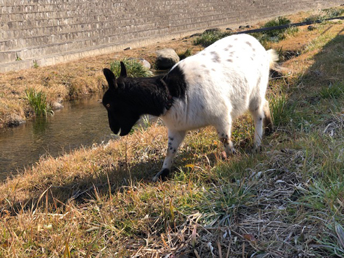 ヤギのフー