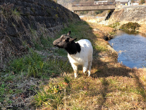 ヤギのフー