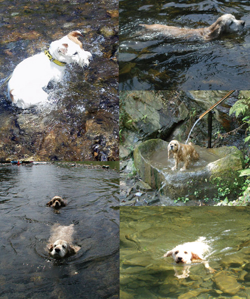 swimingdog