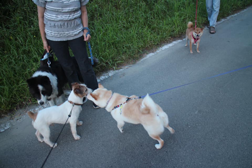 犬仲間