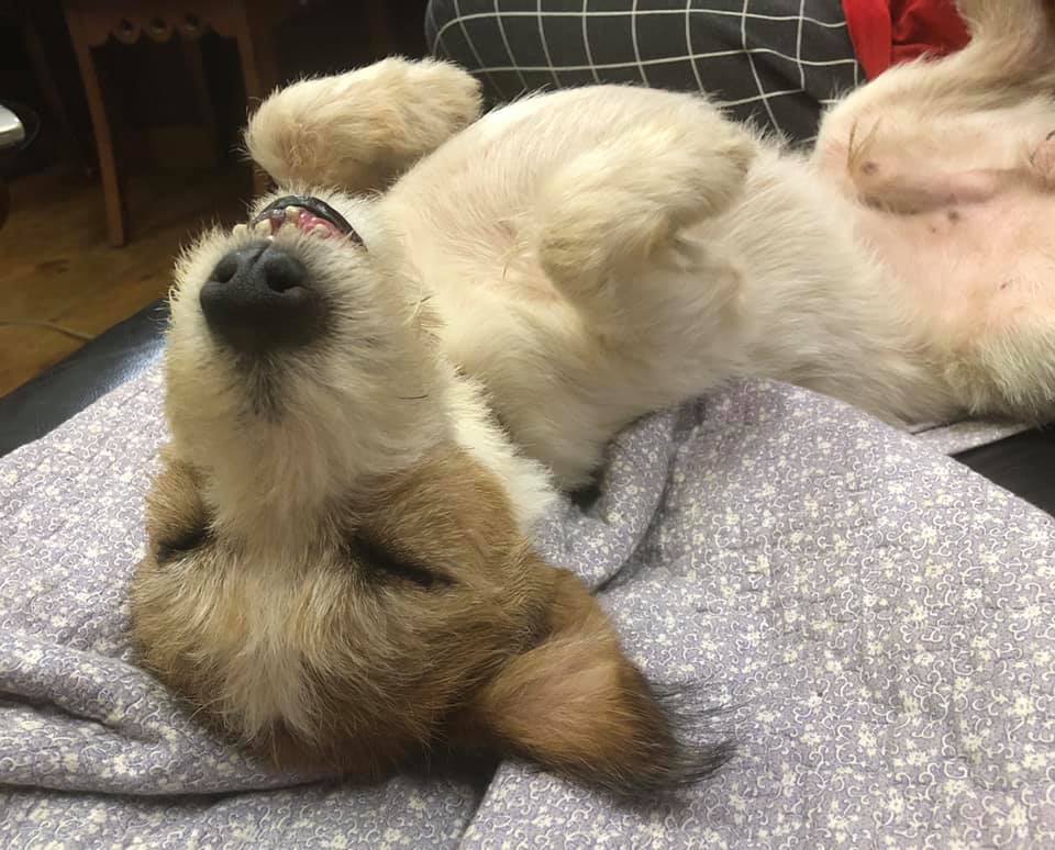ケント
