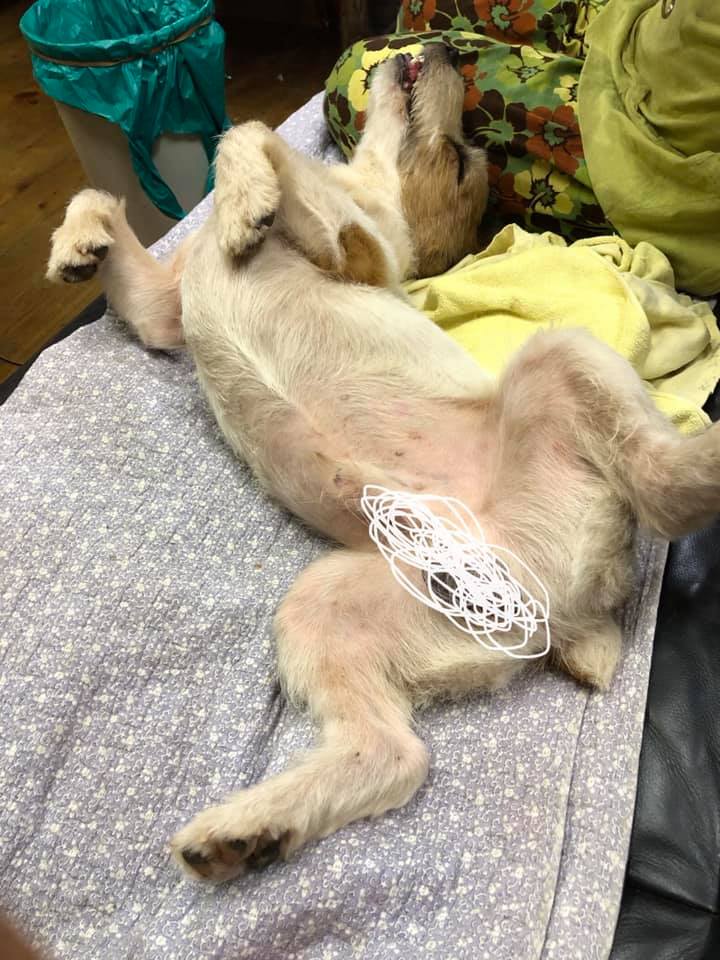ケント
