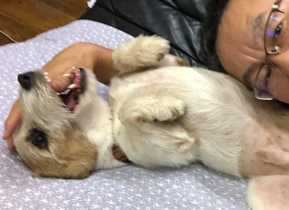 ケント