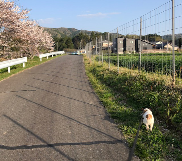 散歩