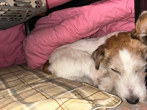こたつ犬
