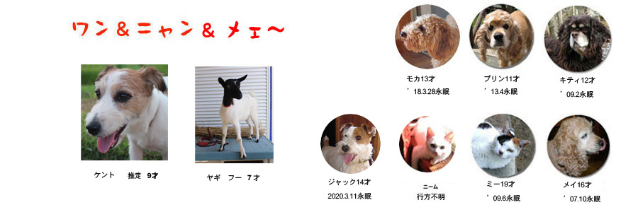 歴代の犬